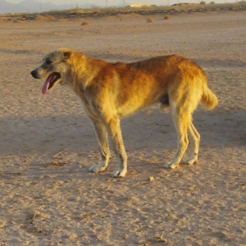 سگ افغان اصل