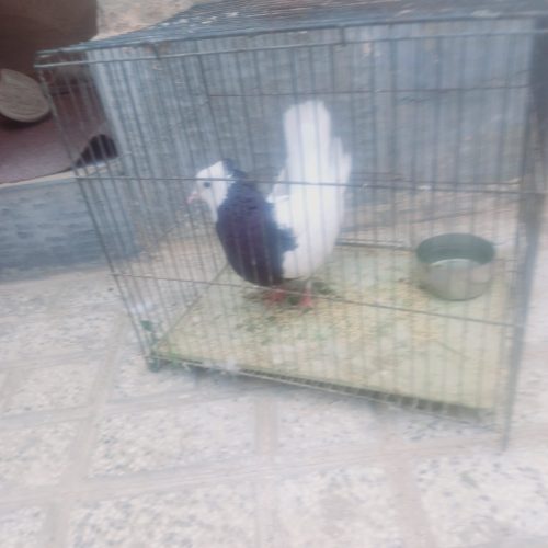 طوقی کاکل دار سالم