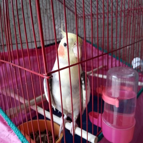 طوطی عروس سخنگو