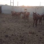تعداد زیادی اسب واسه فروش