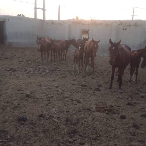 تعداد زیادی اسب واسه فروش