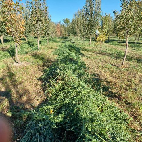 فروش یونجه چین سوم 200 پرس و چین چهارم 100 پرس