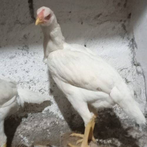 مرغ لاری وتخم لاری