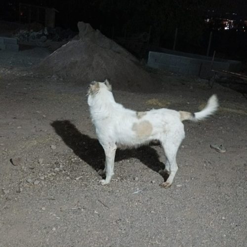 سگ دو رگ