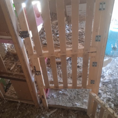 جفت دونی کفتر