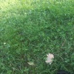 خاک حاصلخیز