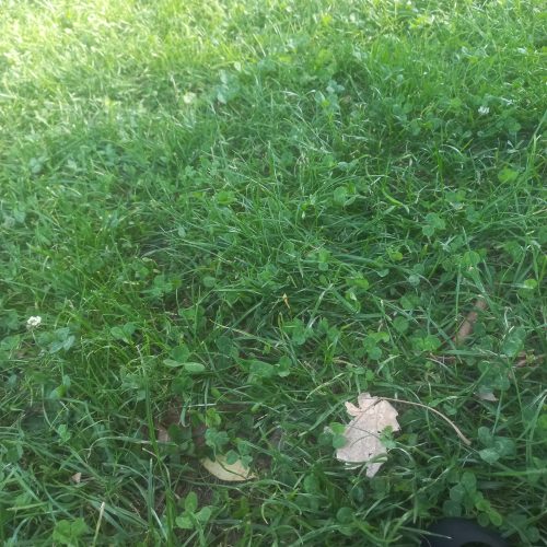 خاک حاصلخیز