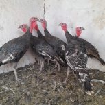 فروش بوقلمون سیاه رسمی