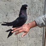 ذاغ نر