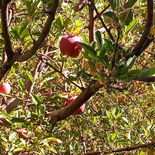 سیب قرمز درشت.