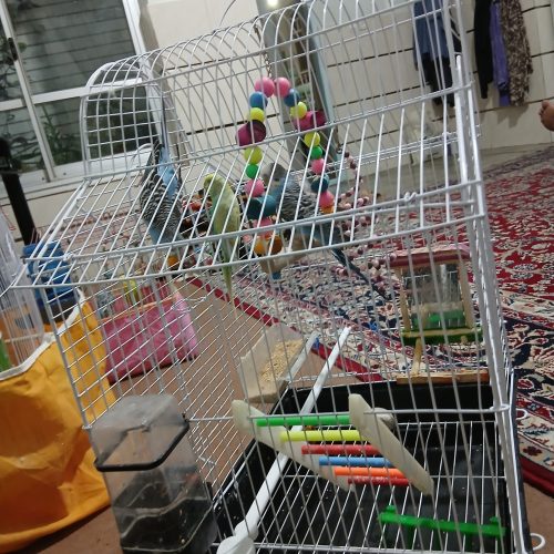 مرغ عشق سالم و خونگی