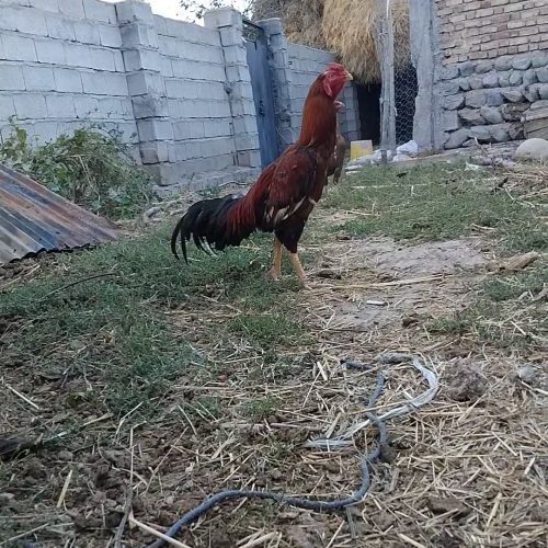 فروش خروس لاری