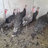 فروش بوقلمون سیاه رسمی
