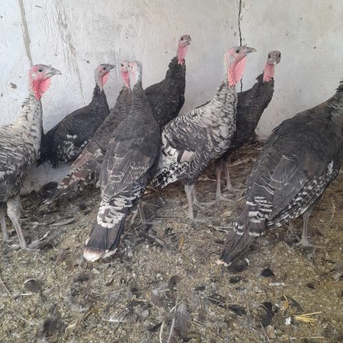 فروش بوقلمون سیاه رسمی