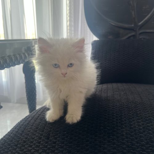 گربە بفروش میر سە