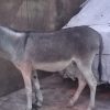 کره الاغ