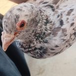 کبوتر خال دار