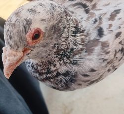 کبوتر خال دار