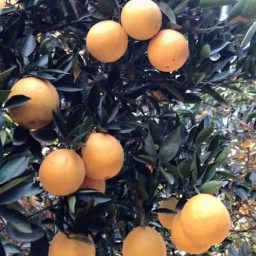 خریدار پرتغال نارنگی ژاپنی تامسون خونی پچ یافا