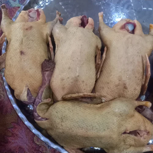 اردک محلی زنده و پرکنده