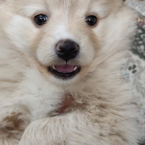 سگ پودل دوماهه