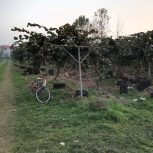 فروش باغ کیوی با کل امکانات ومنزل سرایداری