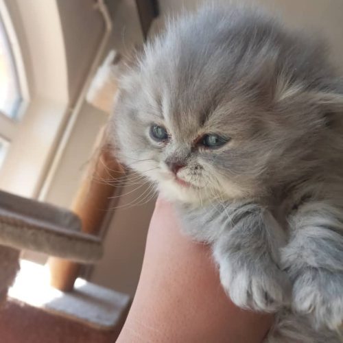 اسکاتیش سیلور