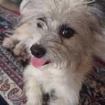 واگذاری سگ شیتزو