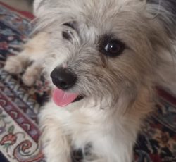 واگذاری سگ شیتزو