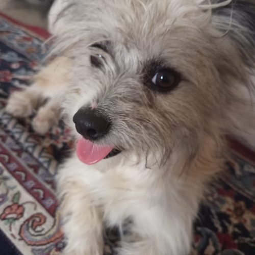 واگذاری سگ شیتزو