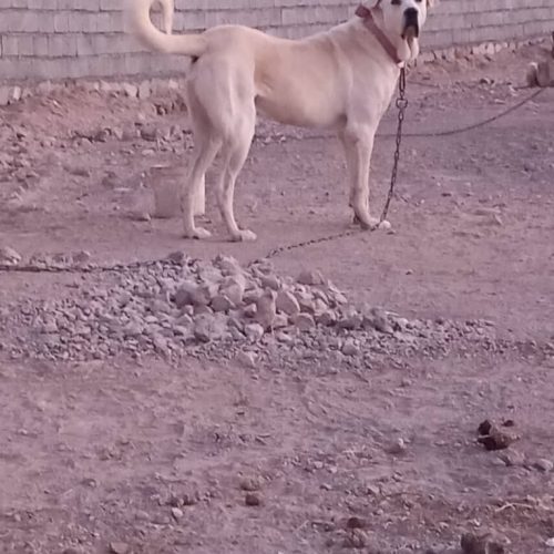 میدان 16ماهه