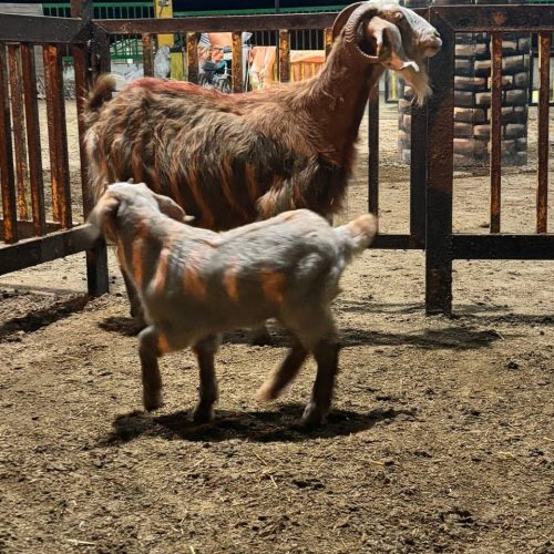 بزغاله نر با مادر‌ قیمت 15ملیون تومان