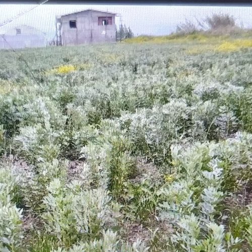 فروش حدود 3 هکتار زمین کشاورزی