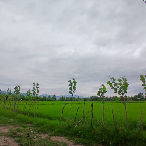 کلبه سوئیسی مونترو  جکوزی دار ماسال