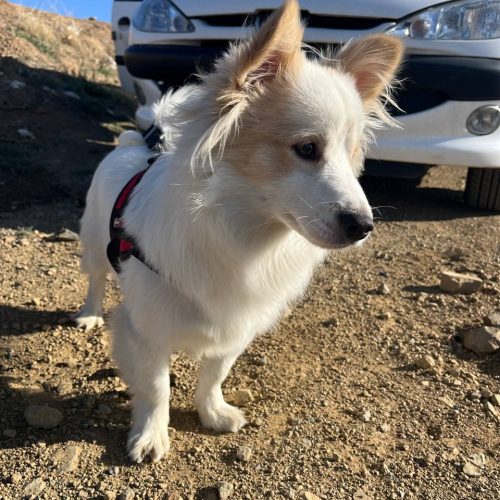 سگ پامر آشپیتز نر اصیل