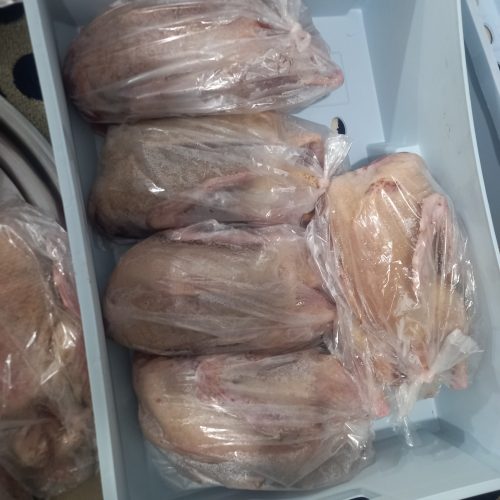 اردک محلی زنده و پرکنده