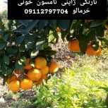 خریدار پرتغال نارنگی ژاپنی تامسون خونی پچ یافا