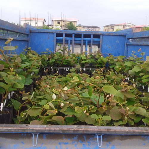 نهالسان کیوی هایواراد طلای