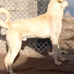 میدان 16ماهه