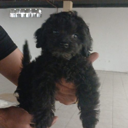 سگ مینی پودل