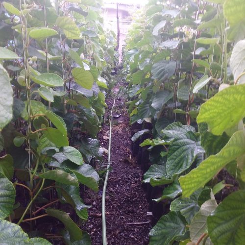 نهالسان کیوی هایواراد طلای