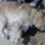 فروش سگ پاپی