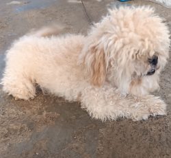 سگ شیتزوپودل