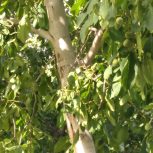 هرس کار هستم