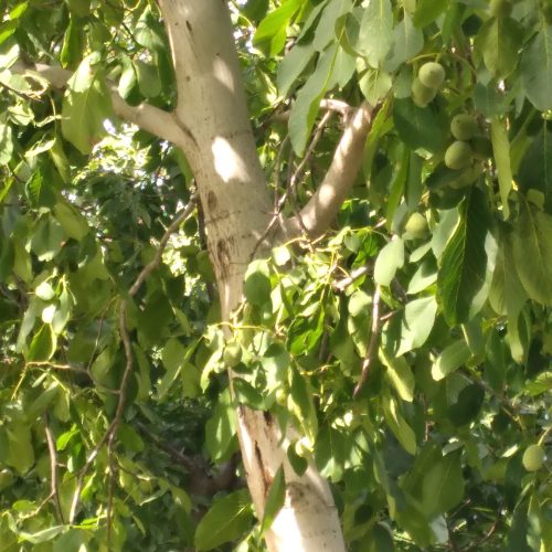 هرس کار هستم