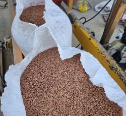 گندم بوجاری شده سی داس