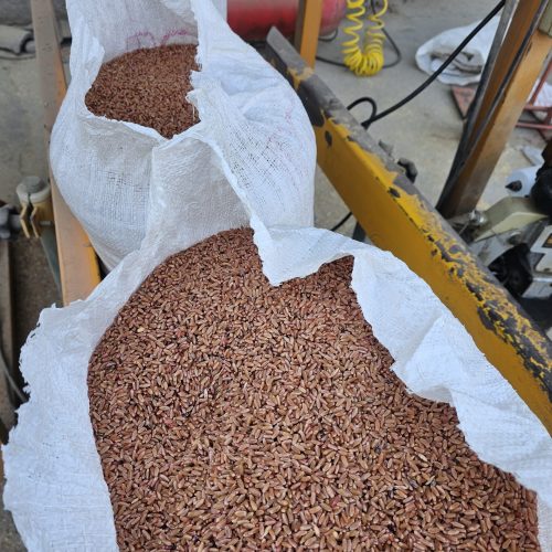 گندم بوجاری شده سی داس