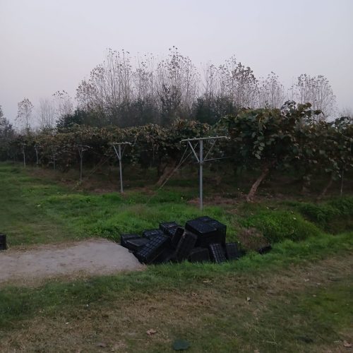 فروش باغ کیوی با کل امکانات ومنزل سرایداری