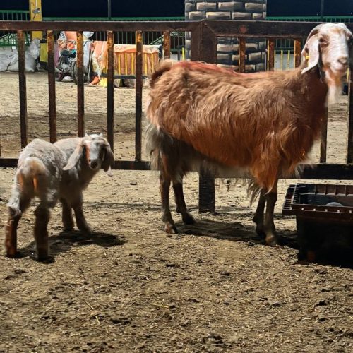 بزغاله نر با مادر‌ قیمت 15ملیون تومان