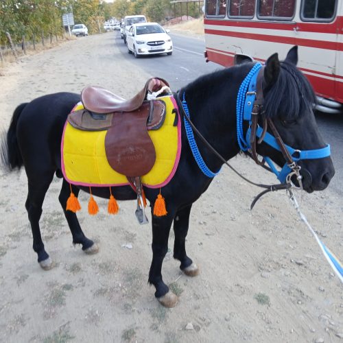 اسب پونی بە رنگ عشق